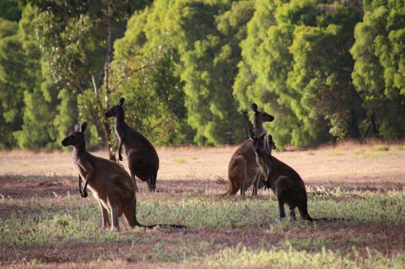 Western Australia 2015