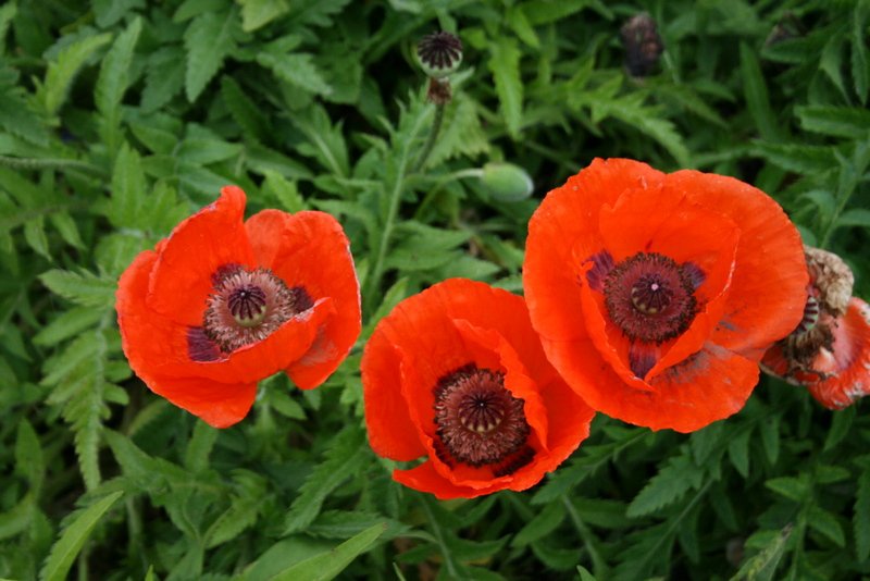 Cornouailles 2008