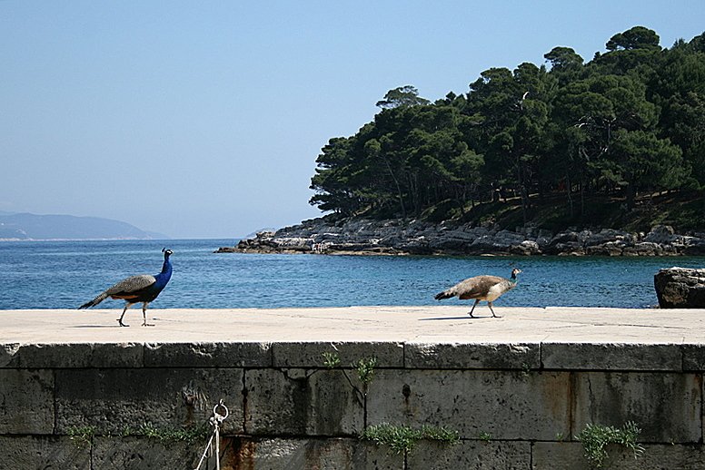 Dubrovnik 2008