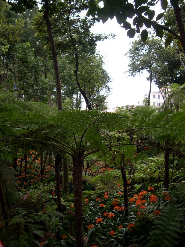 Madère 2005-