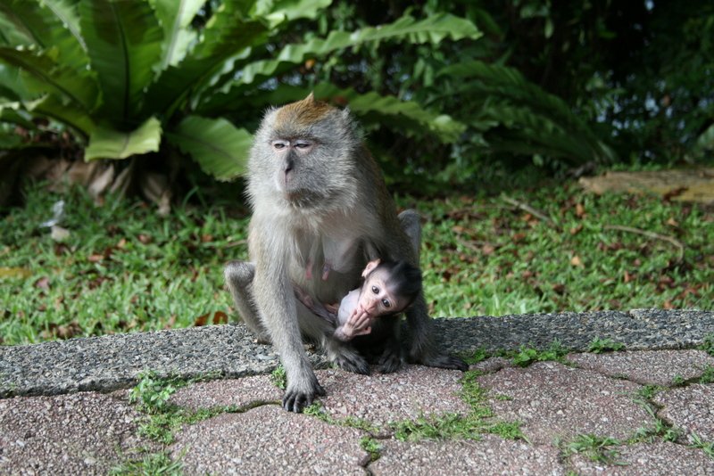 Singapour 2020-2017
